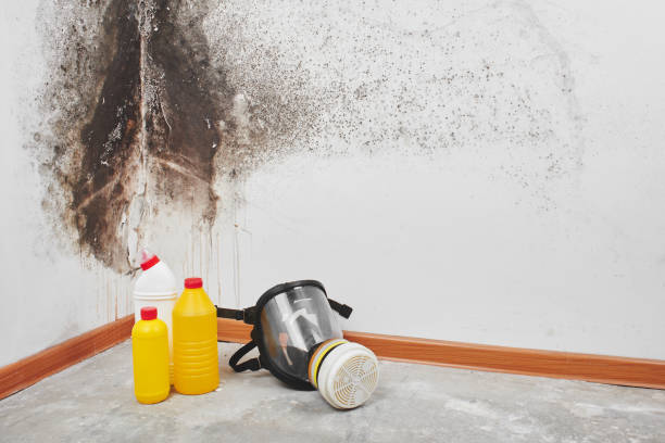 Best Home Mold Removal  in Washington Heights, NY