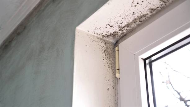 Trusted Washington Heights, NY Mold Removal Experts