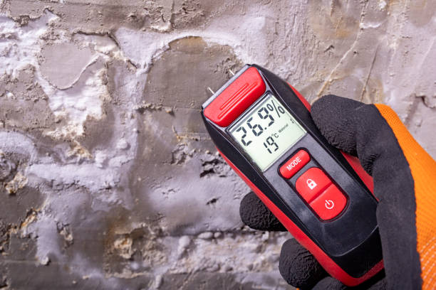 Best Toxic Mold Removal  in Washington Heights, NY