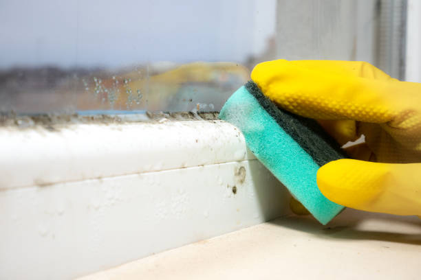 Best Crawl Space Mold Removal  in Washington Heights, NY