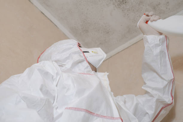 Best Fast Mold Removal  in Washington Heights, NY