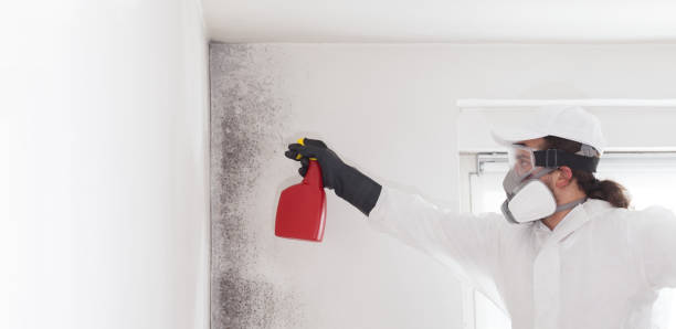 Best Attic Mold Removal  in Washington Heights, NY