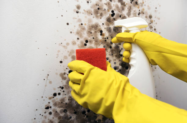 Crawl Space Mold Removal in Washington Heights, NY