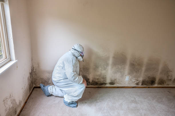 Best Mold Damage Repair  in Washington Heights, NY