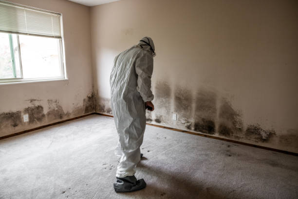 Best Residential Mold Removal  in Washington Heights, NY