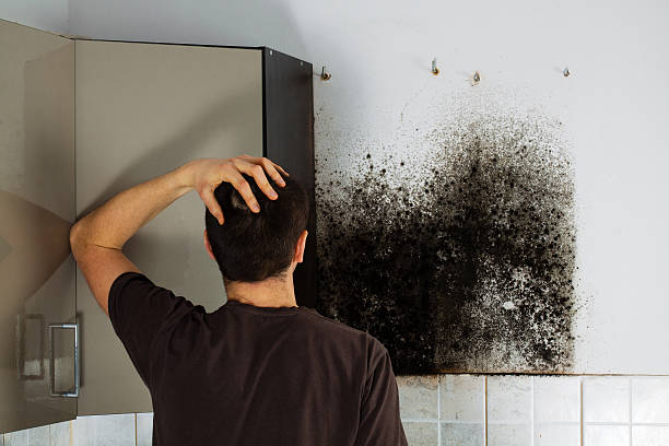 Best Commercial Mold Removal  in Washington Heights, NY