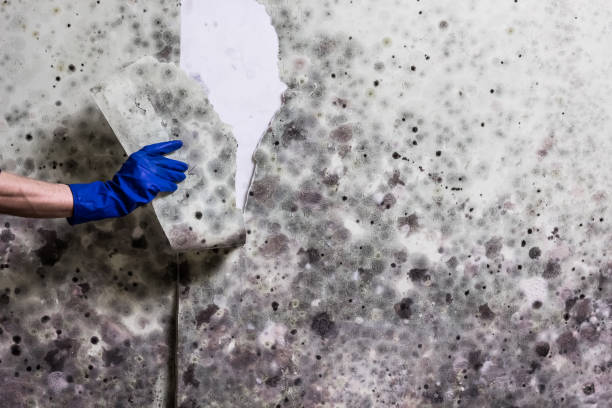 Best Certified Mold Removal  in Washington Heights, NY